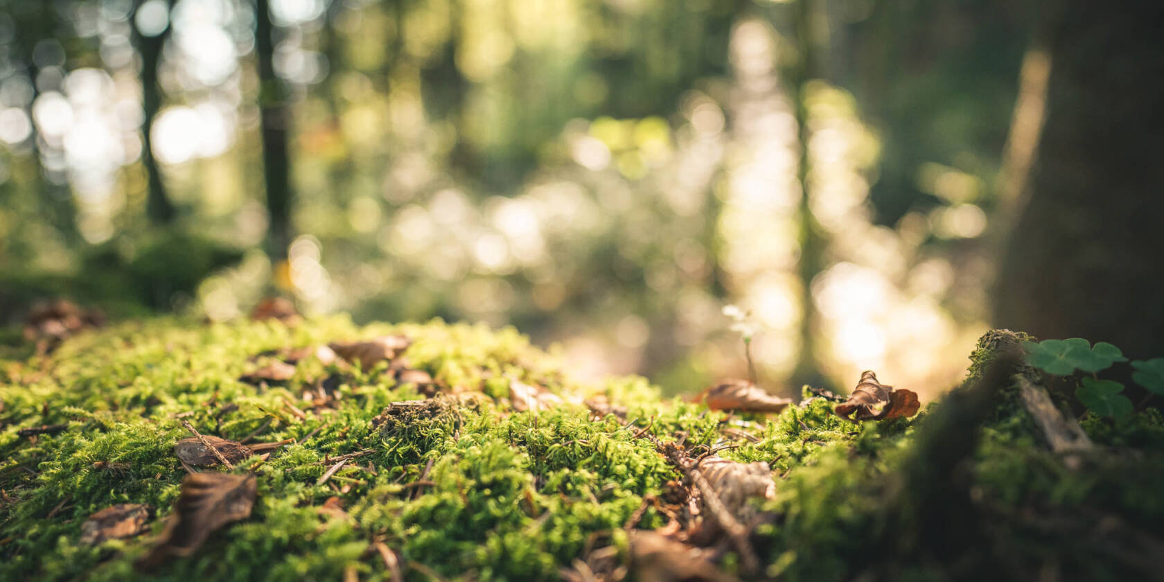 Solljus faller på mossa i skogen.