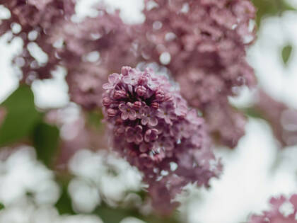Purple flowers.