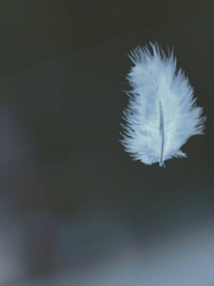 A white feather is drifting in the wind.