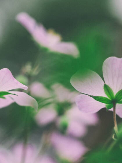 Light purple flowers.
