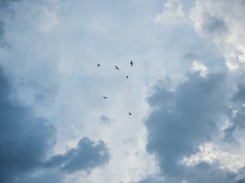 Birds flying in the sky.