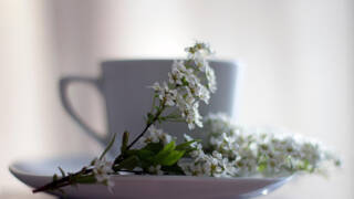 syrenblomma framför en kaffekopp