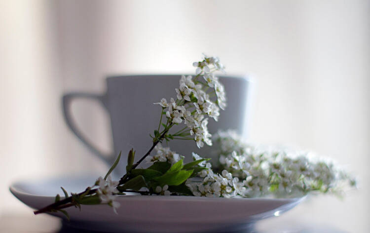 syrenblomma framför en kaffekopp