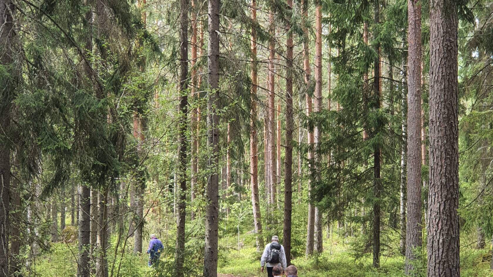 pilgrimsvandrare på en skogsstig