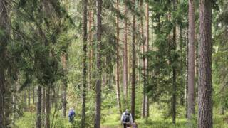 pilgrimsvandrare på en skogsstig