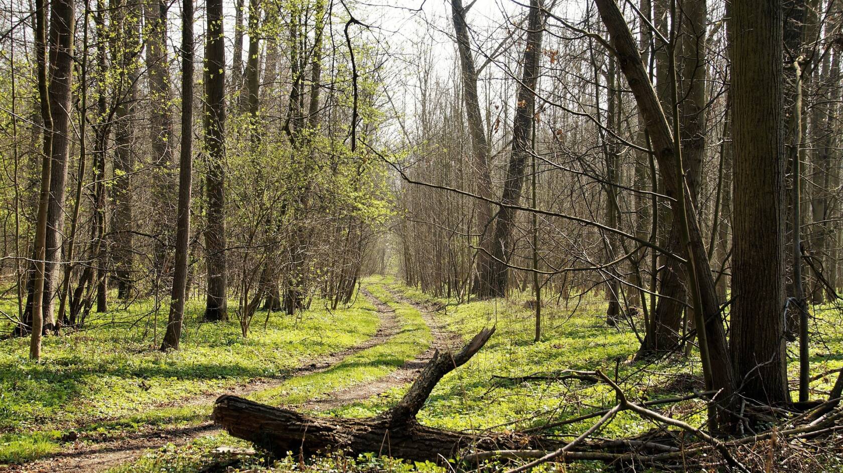 keväinen metsä. Hiirenkorvia hieman puissa